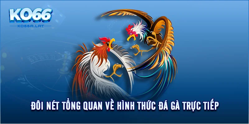 Đôi nét tổng quan về hình thức đá gà trực tiếp