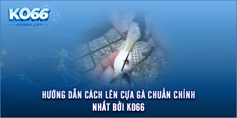 Hướng dẫn cách lên cựa gà chuẩn chỉnh nhất bởi KO66