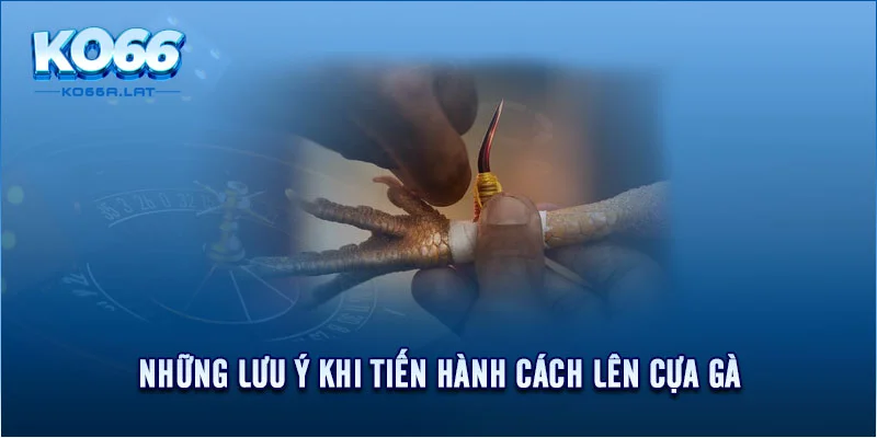 Những lưu ý khi tiến hành cách lên cựa gà 