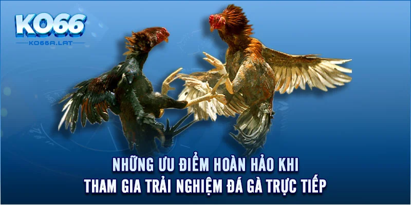 Những ưu điểm hoàn hảo khi tham gia trải nghiệm đá gà trực tiếp