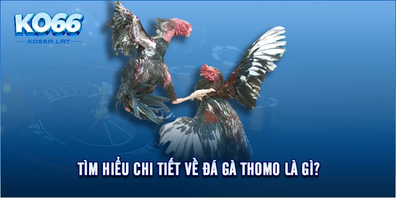 Tìm hiểu chi tiết về đá gà thomo là gì