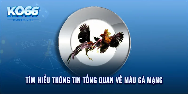 Tìm hiểu thông tin tổng quan về màu gà mạng 